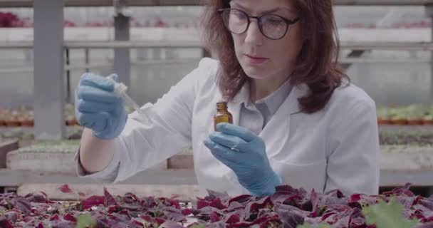 Brunett kvinna i glasögon droppar bekämpningsmedel i krukor med grönsaker plantor eller blommor. Kvinnlig kaukasisk vetenskapsman som tillför växtgifter till växter. Bio 4k ProRes HQ. — Stockvideo