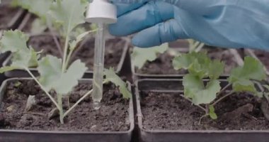 Eldivenler içinde kaplara böcek ilacı damlatırken. Tanımlanamayan bir çalışan seradaki bitkilere gübre ekliyor. Bahçıvanlık, tarım, bahçıvanlık. Sinema 4k ProRes Merkezi.