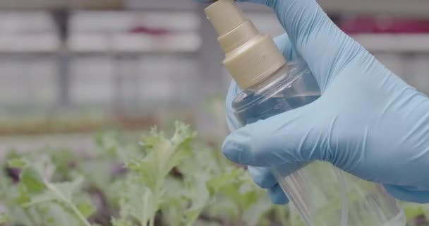 Χέρι σε γάντια ψεκασμού νερού σε πράσινα φυτά σε θερμοκήπιο. Close-up άποψη πλευρά του αγνώριστη εργαζόμενος πότισμα σπορόφυτα λαχανικών ή λουλούδια στο θερμοκήπιο. Κινηματογράφος 4k ProRes HQ. — Αρχείο Βίντεο
