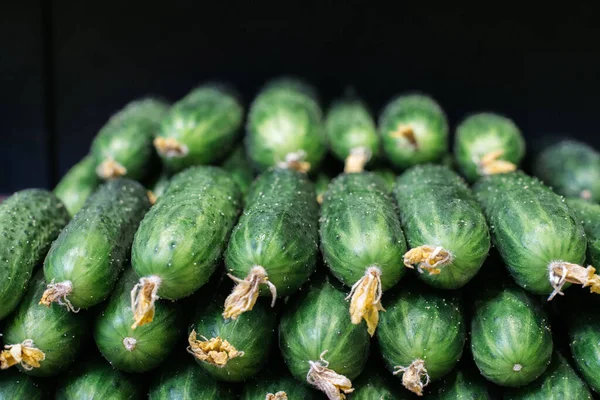 En gjeng friske, økologiske agurker på lagerhylla. Tett på grønnsakene til salgs i detaljhandelen. Frisk mat, vegetarisme, vegansk mat, ernæring. – stockfoto