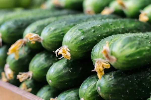 Close-up side view of cucumbers on supermarket shelf. Green agricultural vegetables lying in grocery. Vegan food, healthy eating, assortment, nutrition. Stock Photo