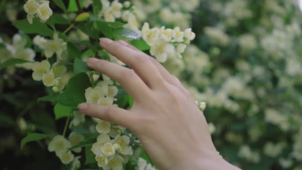 Ekstremalne zbliżenie żeńskiej dłoni dotykającej delikatnych białych kwiatów na drzewie w parku. Nierozpoznana młoda kobieta ciesząca się kwitnieniem na świeżym powietrzu w słoneczny letni dzień. Styl życia, wypoczynek, piękno w przyrodzie. — Wideo stockowe