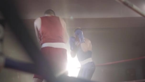 Wide shot of confident young sportsmen fighting on boxing ring in backlight. Portrait of strong athletic boxers training in haze with lense flare. Sport, lifestyle, martial arts. — Stock Video