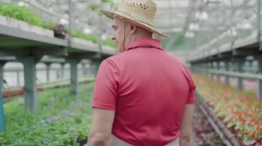 Hasır şapkalı mutlu yetişkin bir adamın serada yürüyüşünün arka görüntüsü. Glasshouse 'da çalışan beyaz bir erkek. Yaşam tarzı, mesleği, bitkisel ilaçlar.