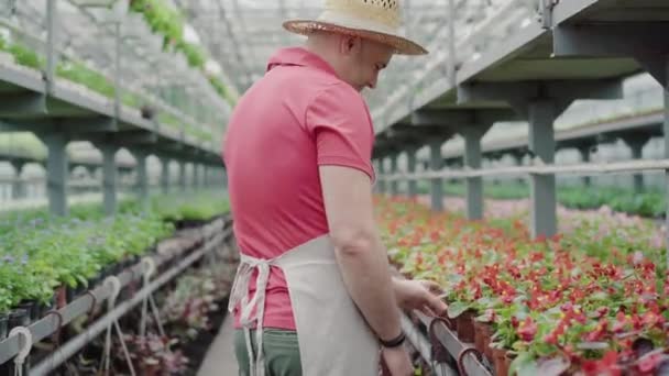 Side view of positive mid-adult man admiring red flowers in greenhouse. Portrait of confident handsome biologist in straw hat checking plants in hothouse. Occupation, job, lifestyle. — Stock Video