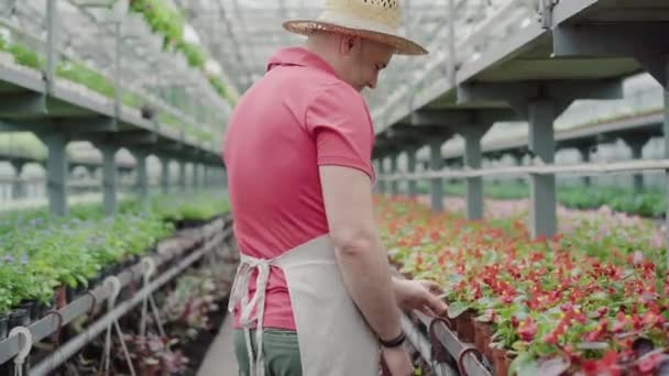 Seitenansicht eines positiven erwachsenen Mannes, der rote Blumen im Gewächshaus bewundert. Porträt eines selbstbewussten, gut aussehenden Biologen mit Strohhut, der Pflanzen im Gewächshaus kontrolliert. Beruf, Job, Lebensstil. — Stockvideo