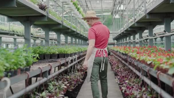 Breed beeld van een zelfverzekerde man die langs rijen in de kas loopt en rondkijkt. Camera volgt Kaukasische professionele bioloog verzorgen van planten in kas. — Stockvideo
