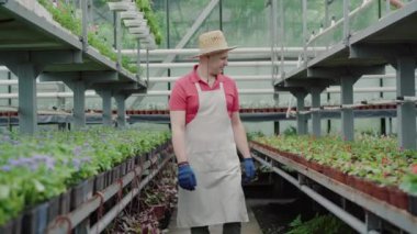 Hasır şapkalı ve önlüklü gülümseyen adam serada kameraya doğru yürüyor. Olumlu orta yaşlı beyaz çiftçi ya da biyolog portresi eldiveni çıkarıyor ve saksılarda kırmızı çiçekleri okşuyor..