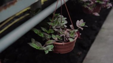 Kamera, esrarı ve yeşil bitkileri takip ederek ciddi profesyonel erkek biyologlara ulaşmış. Hasır şapkalı, kendine güvenen beyaz adamın portresi. Serada çiçekleri kontrol ediyor. Biyoloji, tarım, bahçe işleri..