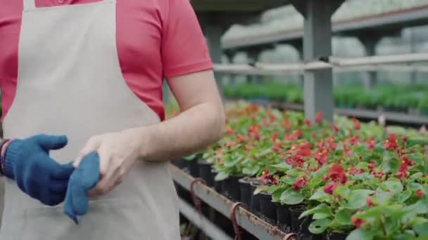 Kameran rör sig upp från blomstrande rad till tillfredsställt ansikte av leende medelvuxen man som går i växthus. Manlig kaukasisk anställd njuter av arbete i hothouse. Livsstil, biologi, agronomi. — Stockvideo