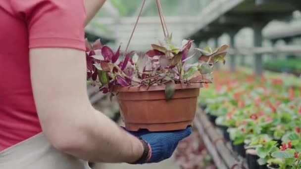 Onherkenbare mannelijke werknemer loopt met plant in kas. Achteraanzicht van een volwassen blanke man in werkhandschoenen die bloemen verzorgt in het hothouse. Tuinieren, biologie, agronomie. — Stockvideo