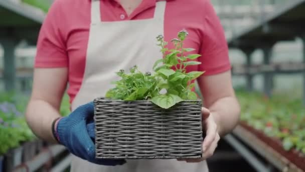 Trabajador irreconocible caminando con caja de flores en invernadero. Hombre caucásico de mediana edad en delantal sosteniendo pote de paja con planta y paseando por las filas en invernadero . — Vídeos de Stock