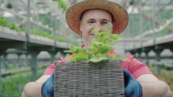 Retrato de homem alegre esticando planta verde para câmera. Sorrindo positivo trabalhador caucasiano em chapéu de palha apreciando o trabalho em estufa. Jardinagem, agronomia, biologia . — Vídeo de Stock