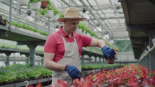 Biologo maschio serio sicuro che mette pentole con fiori in scatola. Ritratto di uomo caucasico di mezza età in cappello di paglia che lavora in serra. Occupazione, biologia, stile di vita, agronomia. — Video Stock