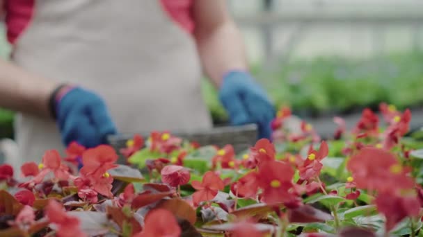 Unerkennbarer verschwommener Arbeiter nähert sich roten Blumen im Gewächshaus und nimmt Topf mit einer Pflanze. Professioneller kaukasischer Gärtner, der im Gewächshaus arbeitet. Agronomie, Gartenbau, Biologie. — Stockvideo