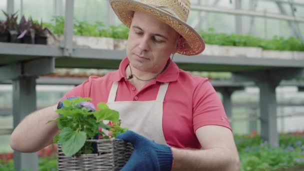 Retrato de confiado biólogo caucásico examinando flores en caja y sonriendo. Hombre de mediana edad con sombrero de paja revisando plantas en invernadero. Estilo de vida, biología, agronomía, profesión . — Vídeos de Stock