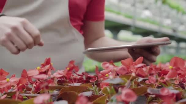 Primer plano de la mano masculina tocando la flor roja en invernadero y escribiendo en la tableta. Hombre caucásico profesional irreconocible trabajando en invernadero con plantas . — Vídeos de Stock