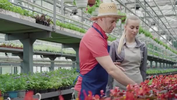 Vážný muž dává hrnec s červenou květinou mladé ženě ve skleníku. Portrét profesionálních bělochů pracujících ve skleníku. Biologie, agronomie, životní styl. — Stock video