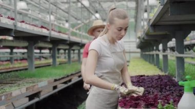 Memnun olmayan orta yaşlı bir adam serada genç ve güzel bir kadınla tartışıyor. Serada sinirli kadın biyologla tartışan profesyonel beyaz erkek işçinin portresi..