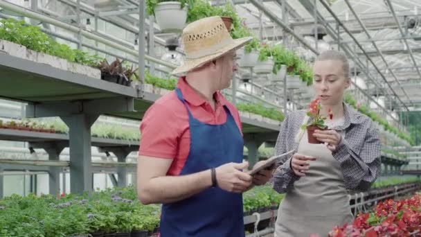 Mladá běloška přichází k profesionálnímu biologovi ve skleníku a drží červenou květinu v květináči. Zaneprázdněný muž středního věku s kontrolní továrnou na tablety. Zaměstnankyně poradenství zkušený pracovník. — Stock video