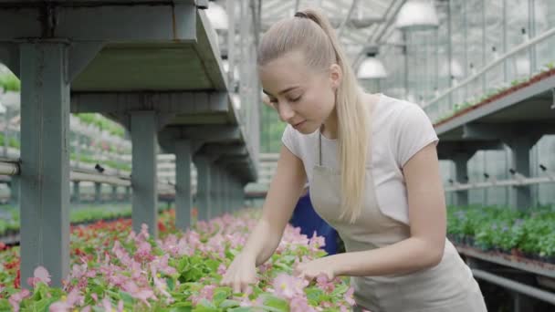 Pohled na okouzlující mladou bělošku dívající se na růžové květy jako rozmazaný muž kontrolující rostliny na pozadí. Střední snímek profesionální bioložky pracující ve skleníku. — Stock video