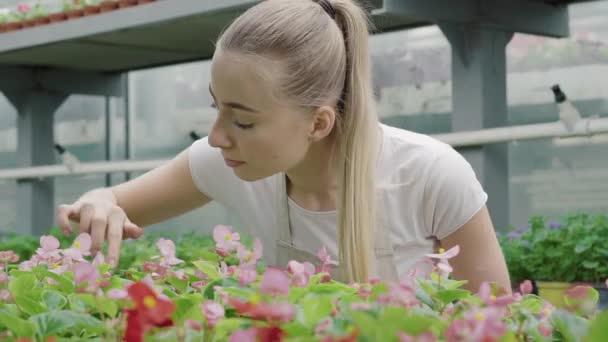 Detailní portrét usmívající se roztomilé ženy obdivující růžové a červené květy ve skleníku. Blonďatá běloška, bioložka kontrolující rostliny ve skleníku. Profesionální zahradník pracující ve skleníku. — Stock video