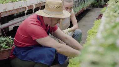 Pozitif adam ve kadın serada oturup konuşuyorlar. Kafkasyalı orta yaşlı bir erkek işçi ve cam evindeki bitkilerle ilgilenen genç bir kadın biyolog. İş, iş, iş. agronomi.