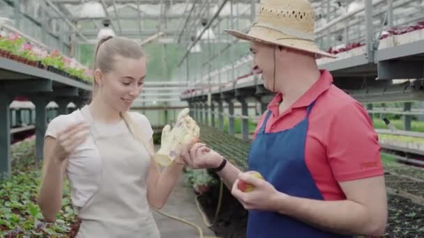 Homem caucasiano dando maçã orgânica para a jovem mulher bonita em estufa. Retrato de colegas positivos comendo frutas na estufa no intervalo. Alegria, estilo de vida, biologia . — Vídeo de Stock