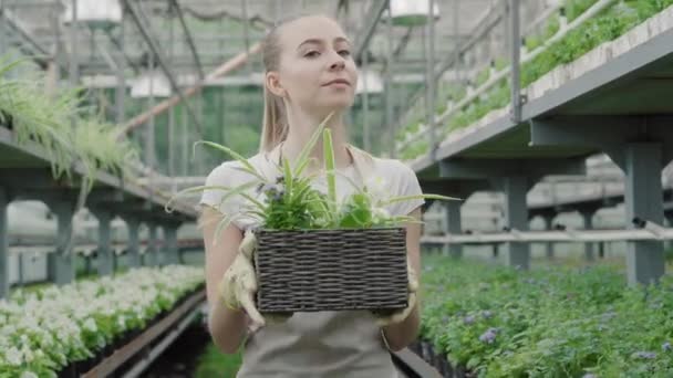 Selbstbewusste junge kaukasische blonde Frau stellt Korb mit Blumen ins Regal im Gewächshaus und geht. Porträt einer positiven Arbeiterin, die im Treibhaus geht. Beruf, Lebensstil, Beruf. — Stockvideo