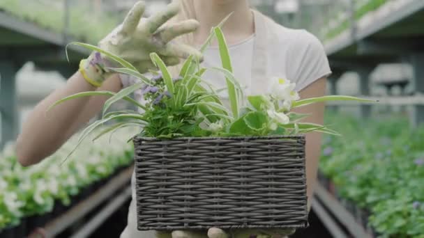 Femme mince méconnaissable dans des gants de travail touchant feuilles vertes de fleurs dans le panier. Gros plan sur les mains d'une employée caucasienne qui s'occupe de plantes en serre. — Video