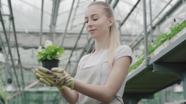 金髪の若い白人女性が白い花を鍋に嗅いでいる。エプロンと手袋温室内の植物を保持する正の美しい少女の肖像画。職業、仕事、ライフスタイル. — ストック動画