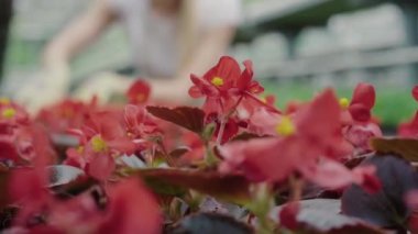 Serada yetişen kırmızı çiçeklerin yakın çekimi. Arka planda bitkileri kontrol eden bulanık beyaz bir kadın var. Serada çalışan kadın tarımcı. Doğa, biyoloji, bahçe işleri..