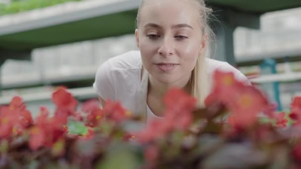 Retrato de una joven hermosa mujer mirando flores rojas en invernadero y tocando pétalos. Vista frontal de primer plano de la mujer agrónoma caucásica trabajando en invernadero . — Vídeos de Stock