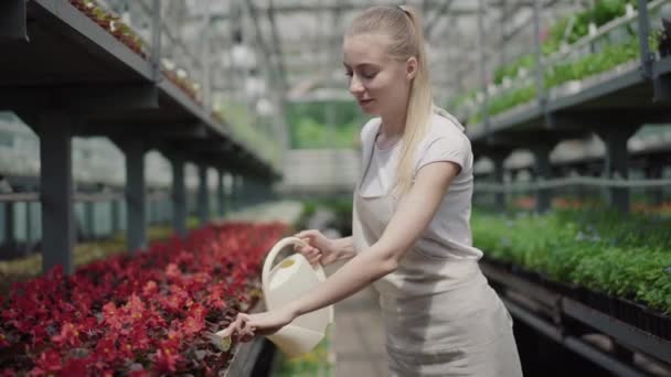 Joven mujer delgada y segura regando flores rojas en invernadero. Retrato de vista lateral del atractivo biólogo caucásico rubio vertiendo agua sobre plantas en invernadero. Ocupación, trabajo, estilo de vida . — Vídeo de stock