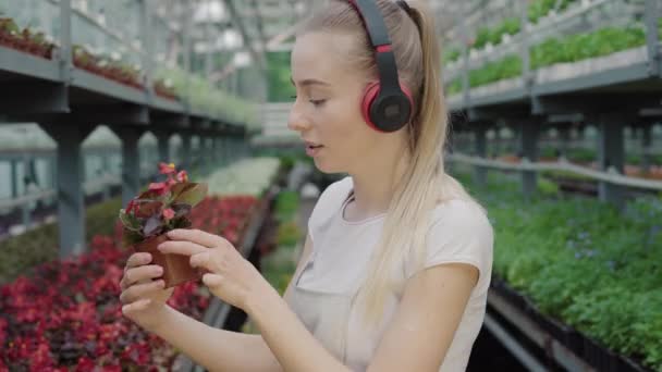 Sidovy av positiva unga kaukasiska kvinna i hörlurar dansar som kontrollera växter i växthus. Porträtt av smal vacker kvinnlig biolog ha kul samtidigt som man tar hand om röda blommor i krukor. — Stockvideo