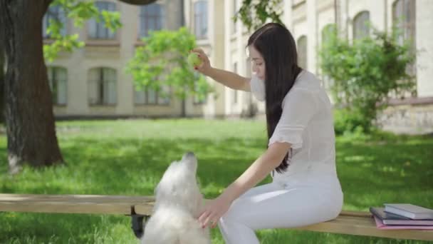 Positiva mujer morena caucásica lanzando pelota para perro blanco feliz corriendo por ella. Retrato del alegre propietario y mascota descansando al aire libre en el soleado día de verano. Cuidado y concepto de estilo de vida. — Vídeos de Stock