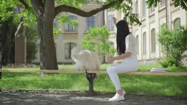 Ampio ritratto girato di allegra giovane donna e cane bianco divertirsi sul cortile universitario soleggiato all'aperto. Proprietario gioioso e animale domestico che riposa e gioca a palla nella primavera estiva o nella giornata autunnale. — Video Stock