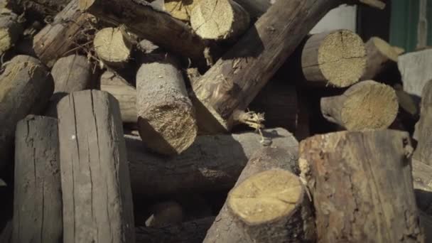 Stack of felled tree logs lying outdoors in sunlight. Felled trees on a pile in sunrays on sunny summer day. Concept of deforestation and ecological harm. — Stock Video
