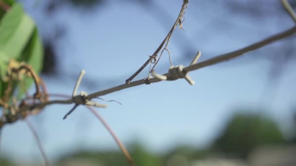 Närbild av taggtråd i bakgrunden av klarblå sommarhimmel. Stål stängsel tråd omger säkrad egendom. Fängelse eller statlig egendom. — Stockvideo