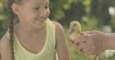 Beyaz bir kızın son sınıf kadınlarının ellerinde sarı ördek yavrusu okşamasının yakın çekimi. Güneşli bir günde evcil yavru kuşla oynayan mutlu çocuk portresi. Sinema 4k ProRes Merkezi.