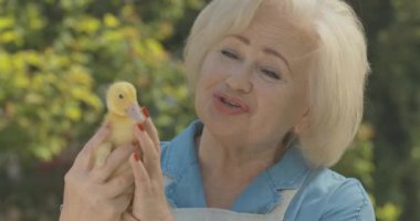 Son sınıf öğrencisi neşeli, ördek yavrusu okşayan ve gülen beyaz kadının yakın plan portresi. Güneş ışığında yavru kuşla poz veren pozitif sarışın kadın. Sinema 4k ProRes Merkezi.