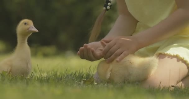 Primo piano di una ragazza caucasica irriconoscibile che nutre anatroccoli nella soleggiata giornata estiva all'aperto. Uccelli gialli che mangiano e scappano. Cinema 4k ProRes HQ. — Video Stock