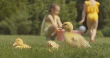 Ön tarafta tüyleri temizleyen yavru ördekler arka planda oynayan bulanık beyaz kızlar. Evcil hayvanlar ve küçük kız kardeşler güneşli bir yaz gününün tadını çıkarıyorlar. Sinema 4k ProRes Merkezi.