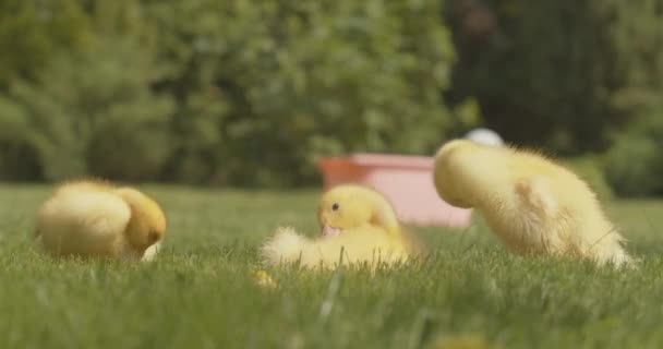 맑은 잔디밭에 앉아 깃털을 청소하는 세 마리의 노란 오리 새끼입니다. 새끼 새들은 푸른 초원에서 여름을 즐긴다. 가금류와 농업. 시네마 4k ProRes HQ. — 비디오