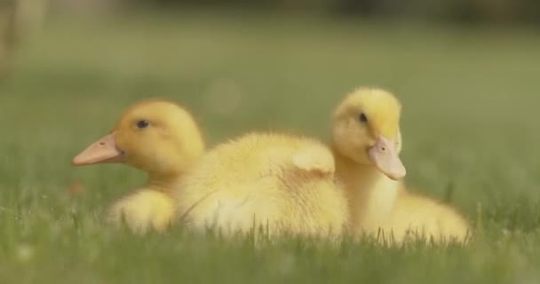 야외의 초록 잔디 위에 앉아 있는 귀여운 노란 아기 새들의 근접 사진입니다. 매력적 인 오리들이 햇빛을 즐기고 있습니다. 시네마 4k ProRes HQ. — 비디오