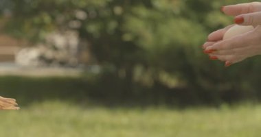 Küçük kız avuçlarında ördek yavrusu için yumurtalara yaklaşan dişi ellerin yakın çekimi. Dışarıda güneş ışığında evcil yavru kuşları olan tanınmayan yaşlı kadın ve çocuk. Sinema 4k ProRes Merkezi.