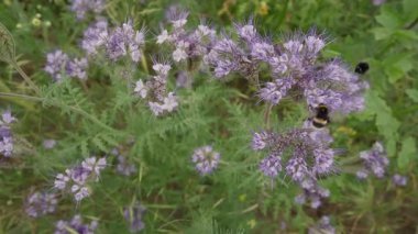 Bir çift yaban arısı havada süzülür ve yaz tarlasında yeşil çimlerle çevrili mor kır çiçeklerinde nektar toplar..