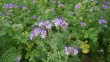 Bal arıları, yemyeşil bir yaz otlağında nektar toplar ve narin mor safra çiçeklerini tozlaştırır..