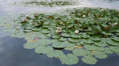 Büyük yeşil yapraklı bir nilüfer kümesi yukarıdaki gökyüzünü yansıtan sakin bir gölette huzur içinde yüzer. Bazı çiçekler tamamen açıktır diğerleri ise kapalı kalır..