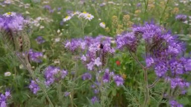 Sıcak yaz günü, kırmızı kuyruklu yaban arısı lapidarius 'u, turuncu karnı ile birlikte, kır çiçeklerinin açtığı mor bir çiçek tarlasında kapatın..